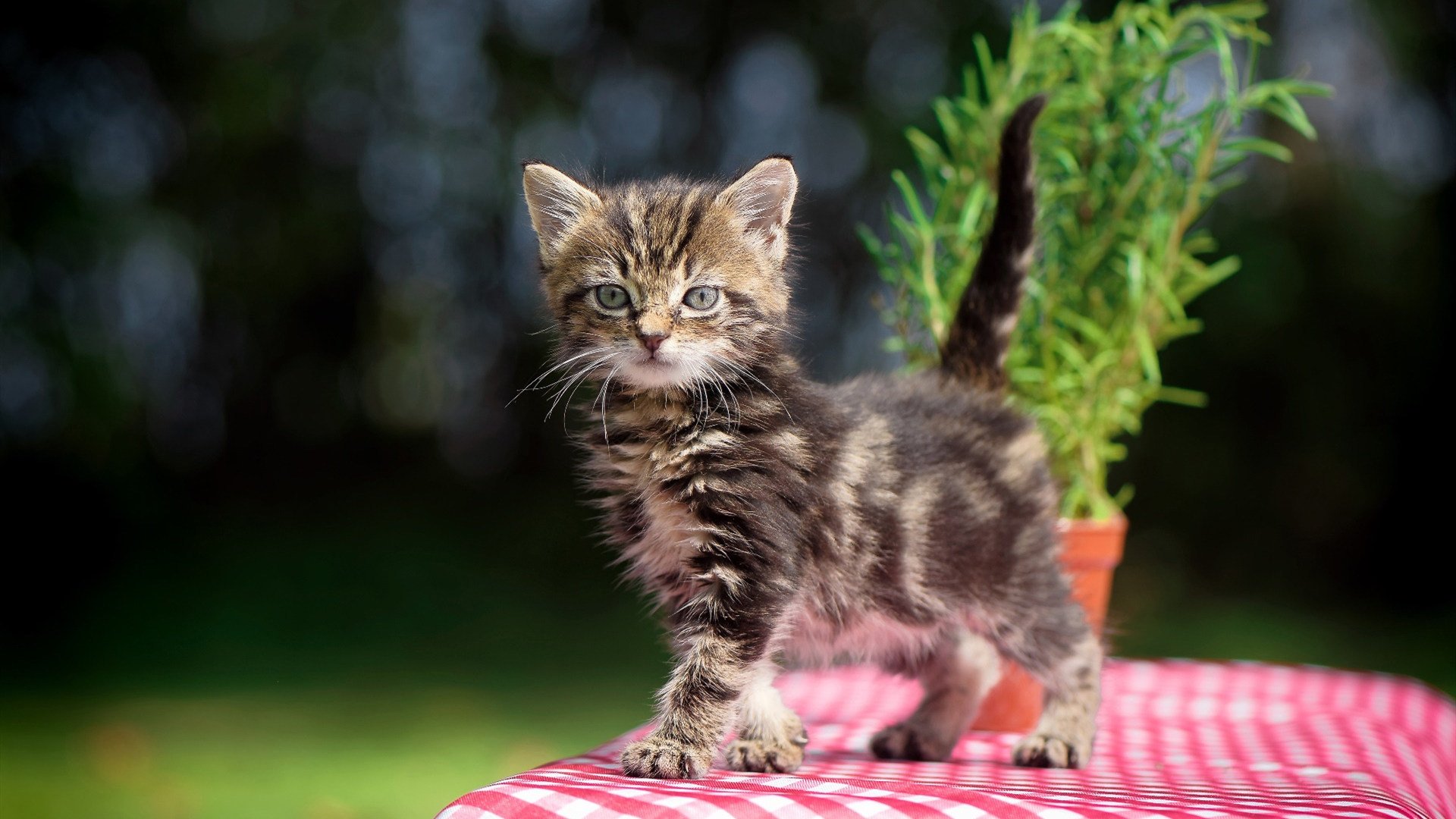 逆转经典:那些让人热血沸腾的绝杀瞬间,逆转的绝杀pdf