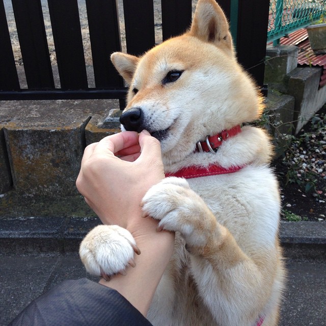 MILANSPORT下载-C罗再次上演帽子戏法 刷新国家队进球纪录，c罗的帽子戏法视频大全