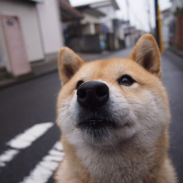米兰体育-东亚杯中国足球战胜 球迷为球队加油，东亚杯中国足球战胜 球迷为球队加油视频