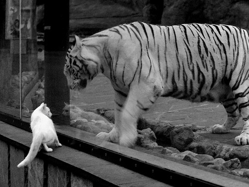 亚特兰大双前锋配合打破得分沉寂,亚特兰大前锋被绿