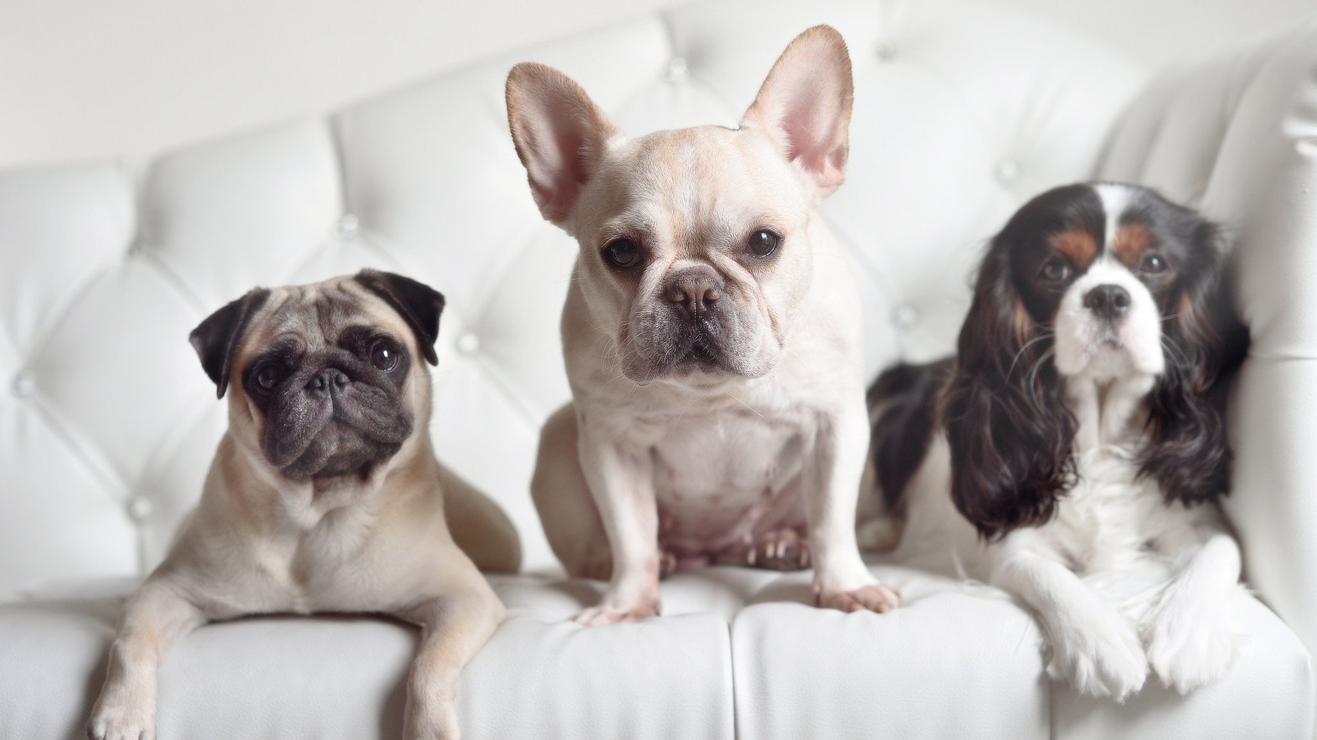 Milan Sports-男子混合泳个人项目表现均衡，男子混合泳视频