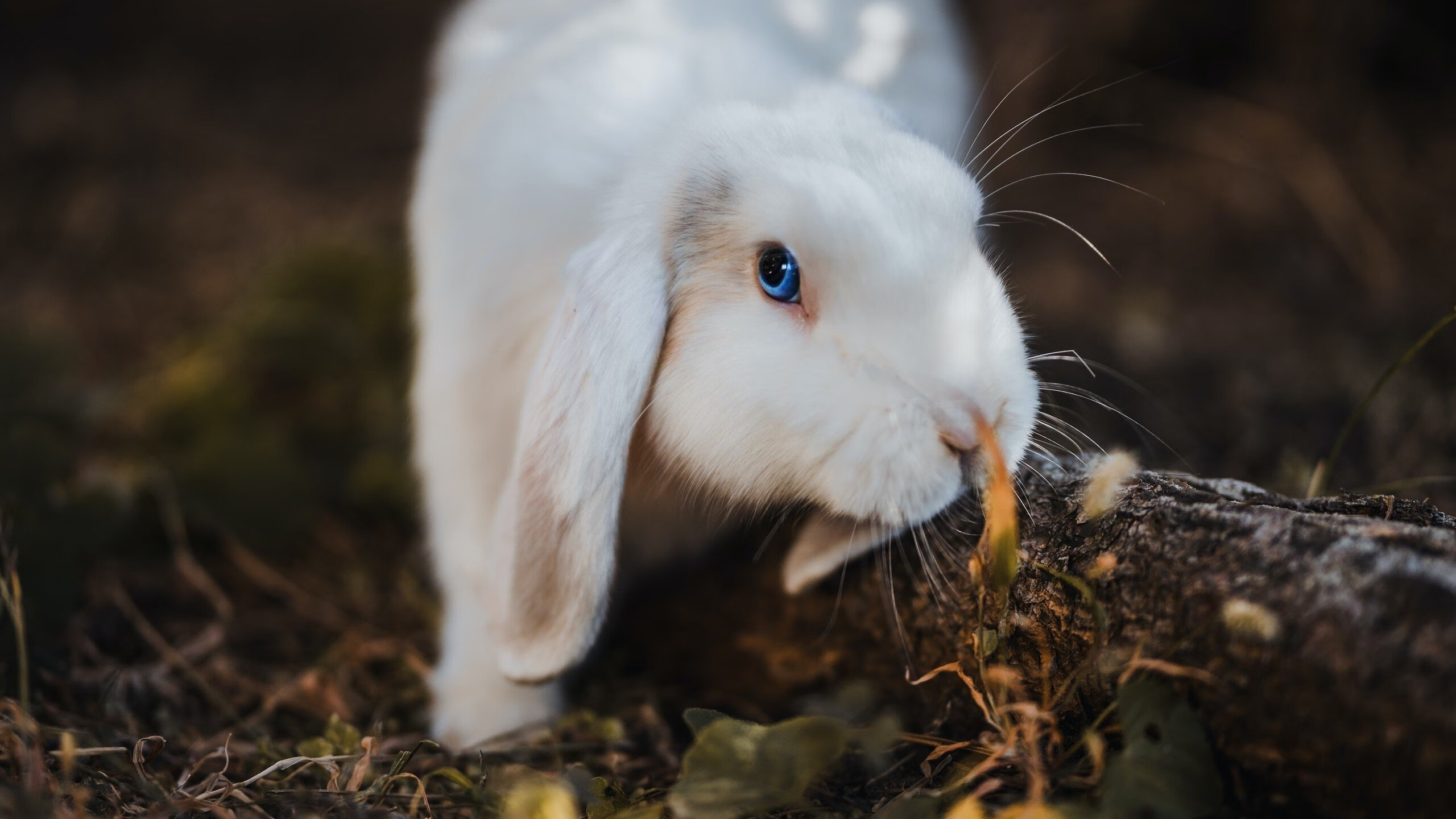 MILANSPORT下载-出发反应速度优于组内平均水平，出发反应速度优于组内平均水平速度吗