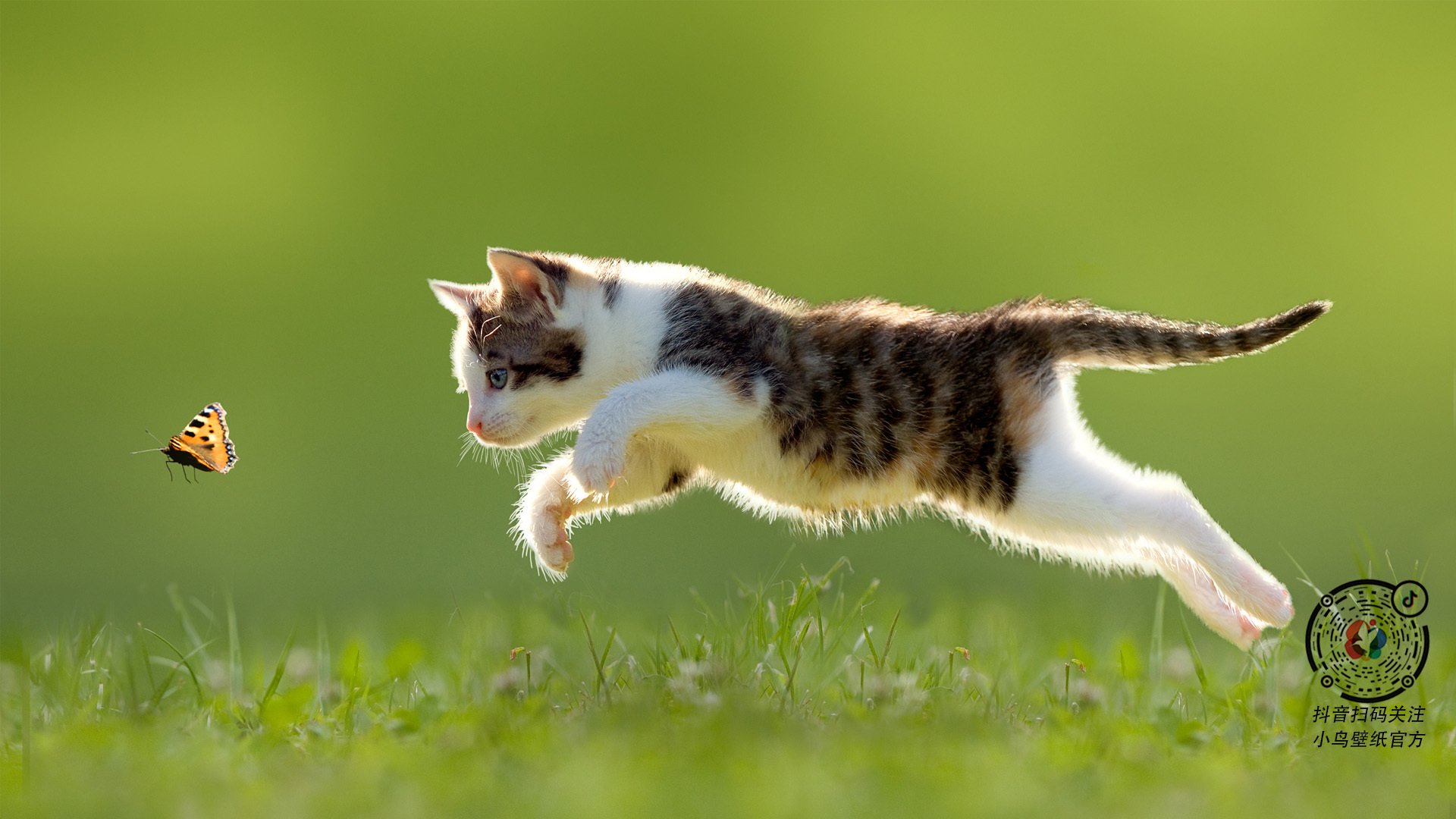 美洲杯激情再燃：生死战中的英雄瞬间，美洲杯完整视频