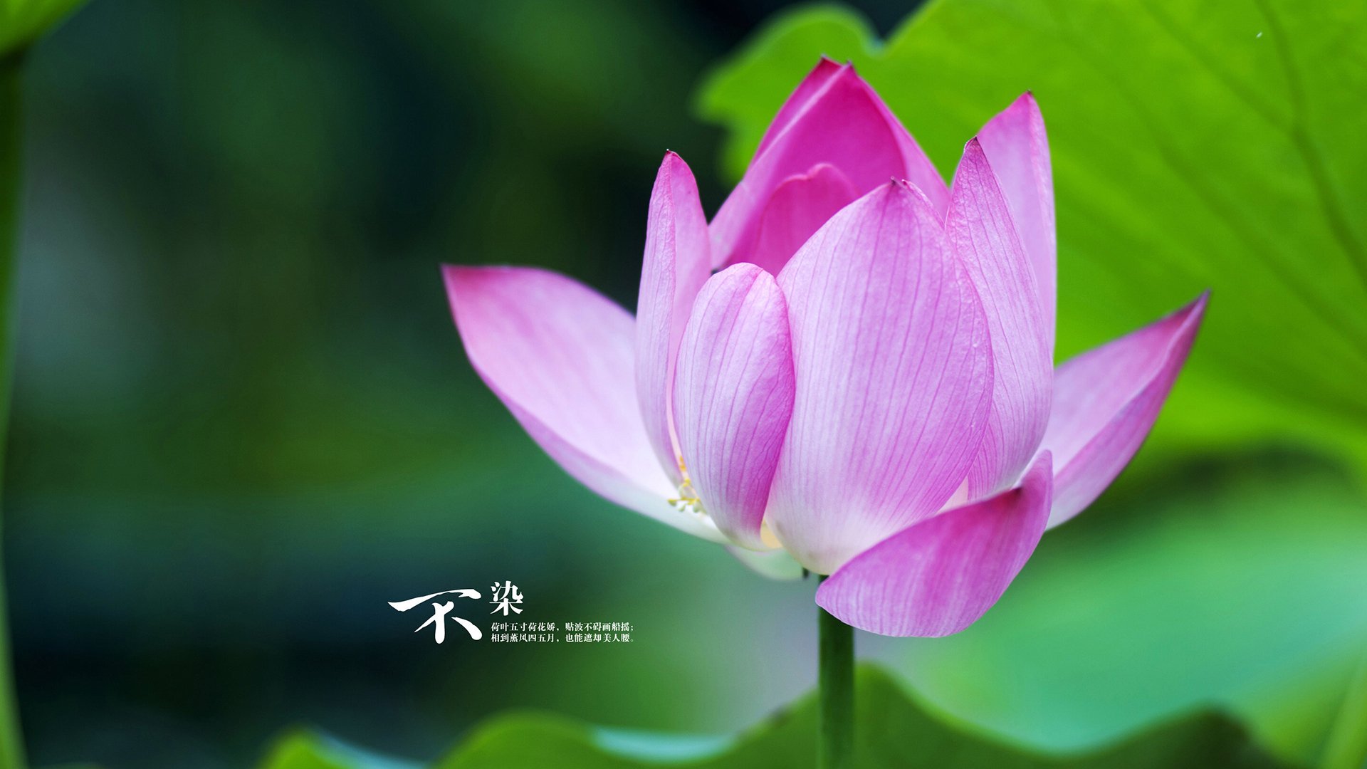 米兰体育APP-羽毛球世锦赛国羽多线夺冠，羽毛球 世锦赛