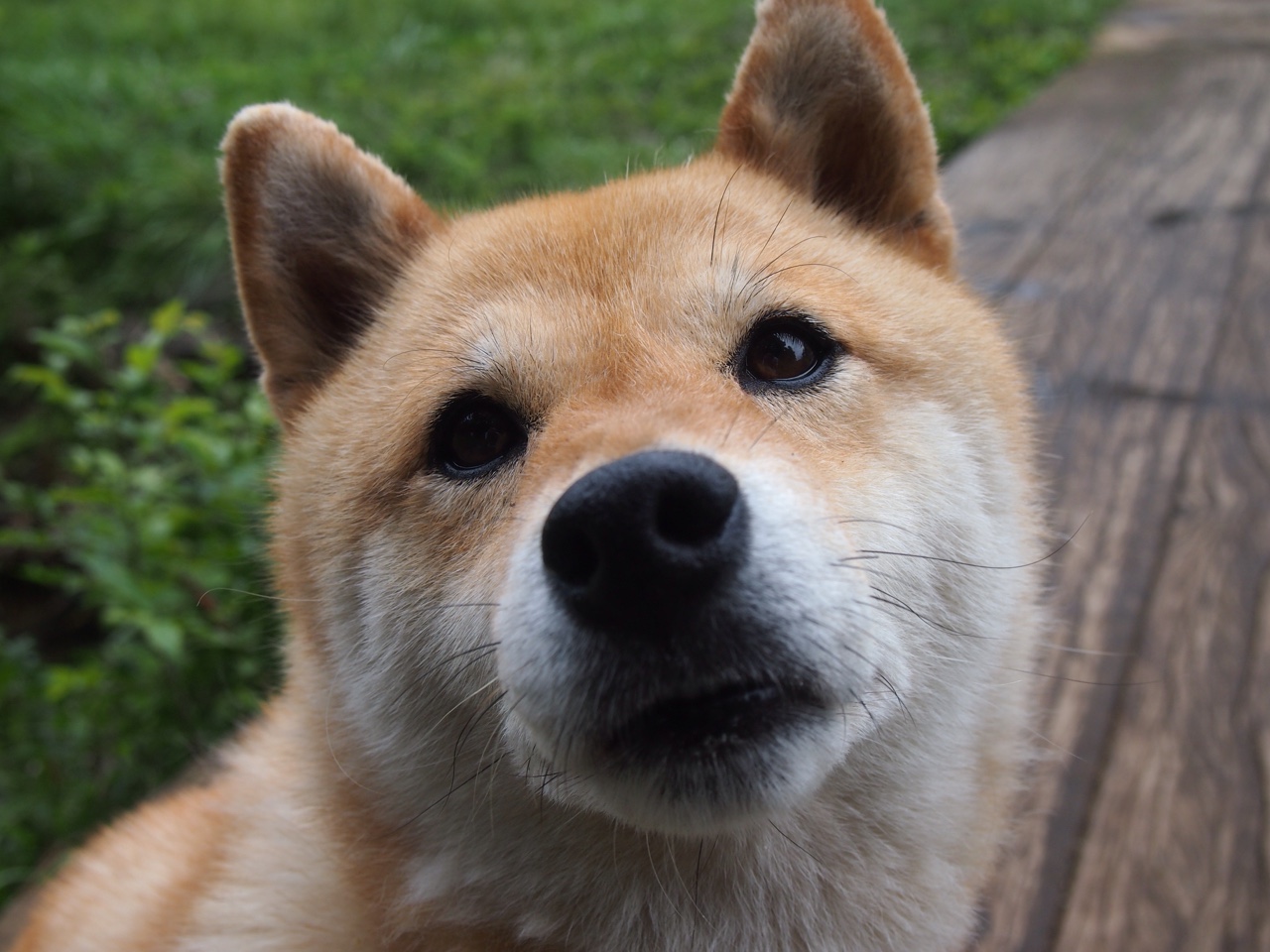 米兰登录入口-谢佩玲跳台表现引发媒体关注，谢佩诗个人信息