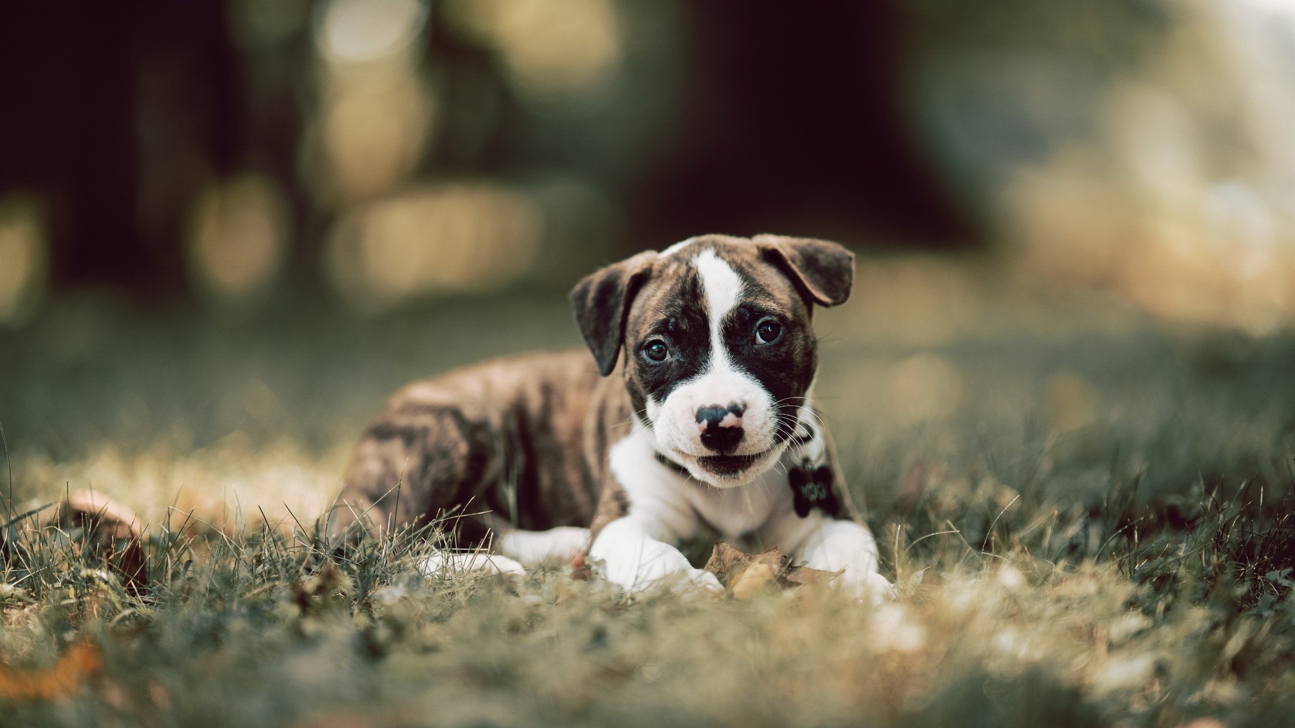 黄蜂防守战术调整后场控更具压迫力,黄蜂主动攻击