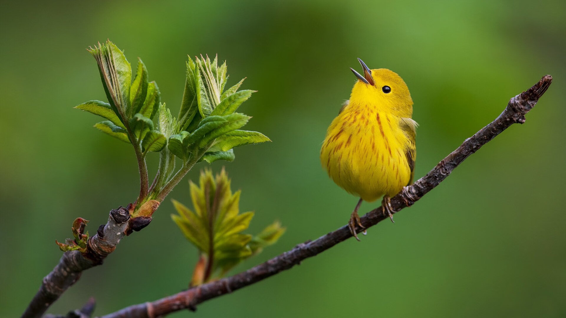黄蜂防守战术调整后场控更具压迫力,黄蜂主动攻击