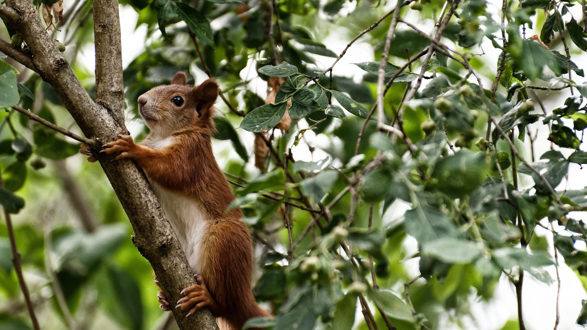 米兰体育官网-2年1.22亿！杜兰特或将续约火箭，杜兰特在火箭